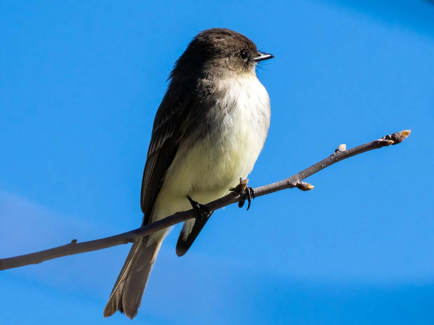 Eastern Phoebe — Susan Kirby